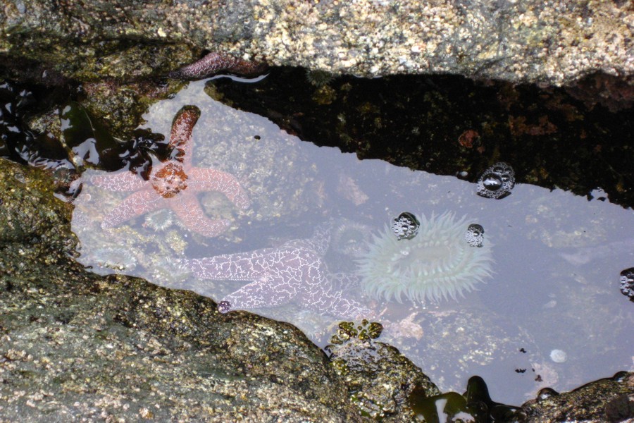 ../image/hostel tide pool 3.jpg